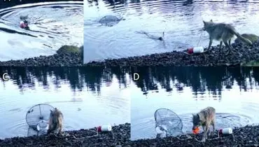 هوش خارق‌العاده یک گرگ خبرساز شد + فیلم