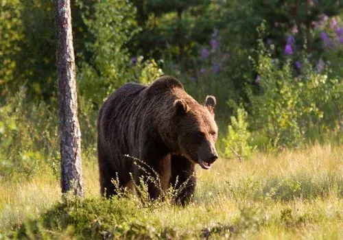 حمله خرس به یک دامدار سرخونی+عکس