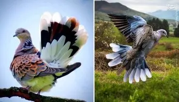 5 کبوتر زیبا و باشکوه جهان که تاکنون جایی ندیده‌اید+ فیلم