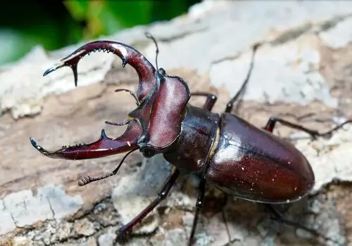 سوسک‌ها، عامل پنهان آلودگی هوا 