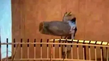 روایت شاهد عینی از موشک عمل‌نکرده در وسط دیوار یک منزل مسکونی+ فیلم 