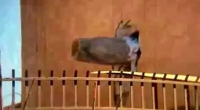 روایت شاهد عینی از موشک عمل‌نکرده در وسط دیوار یک منزل مسکونی+ فیلم 