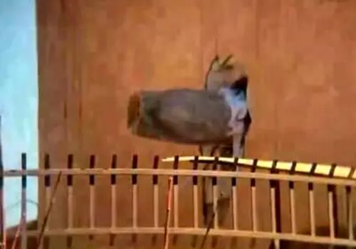 جزئیات رونمایی سپاه از  بمب‌های یک تنی خرمشهر  

