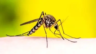 قاتل خاموش؛ حیوان کوچکی که بیشترین انسان را می‌کشد + عکس