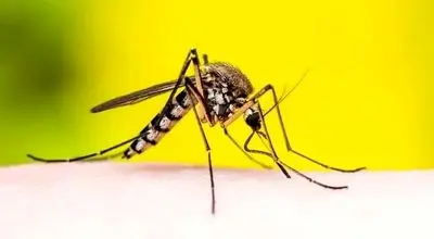 قاتل خاموش؛ حیوان کوچکی که بیشترین انسان را می‌کشد + عکس