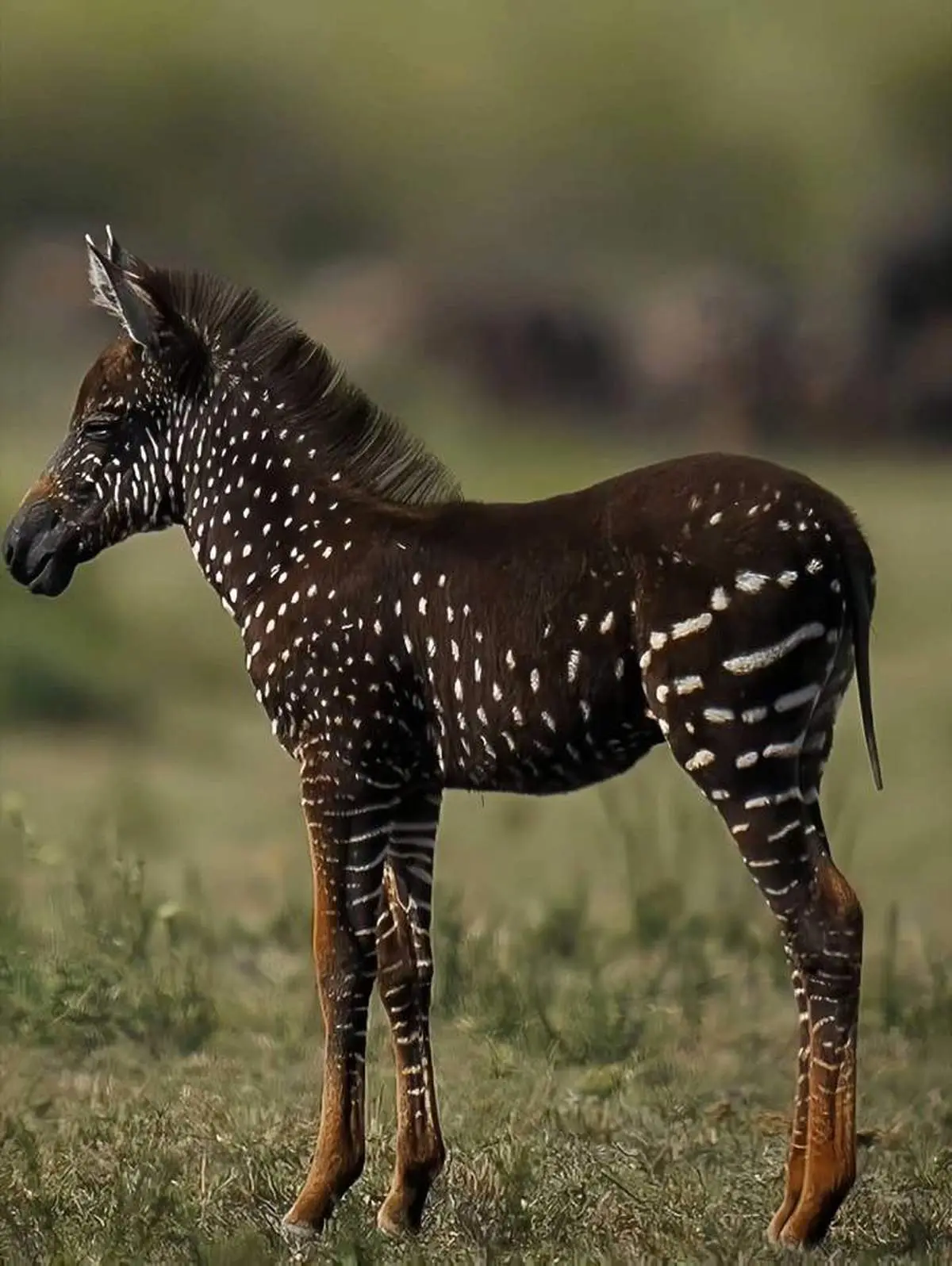 تیرا، گورخر خال‌خالی؛ بازنویسی الگوهای طبیعت در قلب آفریقا