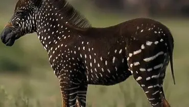 تیرا، گورخر خال‌خالی؛ بازنویسی الگوهای طبیعت در قلب آفریقا