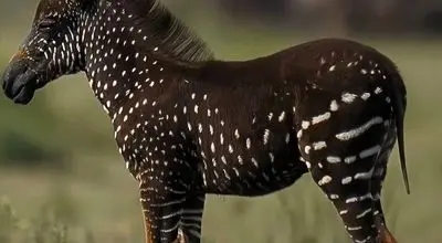 تیرا، گورخر خال‌خالی؛ بازنویسی الگوهای طبیعت در قلب آفریقا