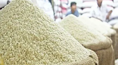 قیمت جدید برنج؛ طارم هاشمی، دم سیاه گیلان و برنج دودی کیلویی چند شد؟
