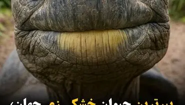 جاناتان؛ پیرترین جانور خشکی جهان با ۱۹۲ سال عمر