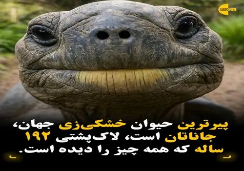جاناتان؛ پیرترین جانور خشکی جهان با ۱۹۲ سال عمر