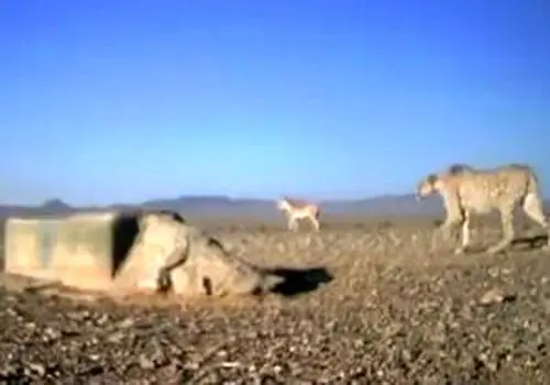 ۶ هشدار مهم کم‌آبی بدن در زمستان / بدن‌تان را در سرما هم جدی بگیرید