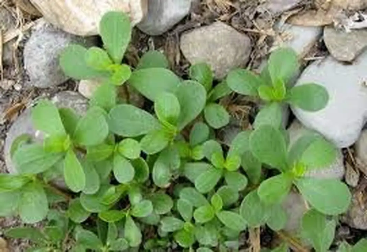 تحقیق درباره خواص و مضرات سبزی خرفه
