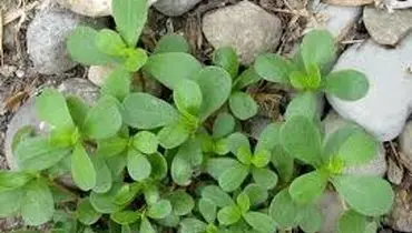 تحقیق درباره خواص و مضرات سبزی خرفه
