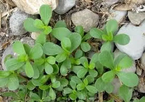 تحقیق درباره خواص و مضرات سبزی خرفه
