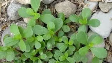 تحقیق درباره خواص و مضرات سبزی خرفه

