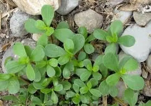  مهم ترین خواص رازیانه برای رحم و تخمدان