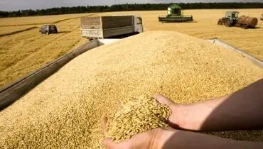 گندمکاران بخوانند: دولت قیمت خرید تضمینی نهایی گندم را مشخص کرد
