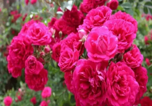 گل محمدی:  وی‌ای‌آر امروز جذابیت بازی را بالا برد 