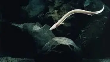 با سمندر اولم اژدهای افسانه‌ای که یک قرن زندگی می‌کند آشنا شوید! + فیلم
