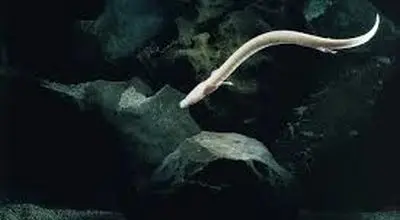 با سمندر اولم اژدهای افسانه‌ای که یک قرن زندگی می‌کند آشنا شوید! + فیلم
