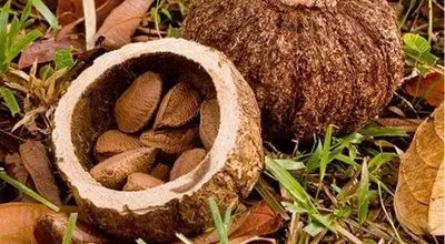 ترفند جالب برای کاغذی کردن بادام سنگی+ فیلم