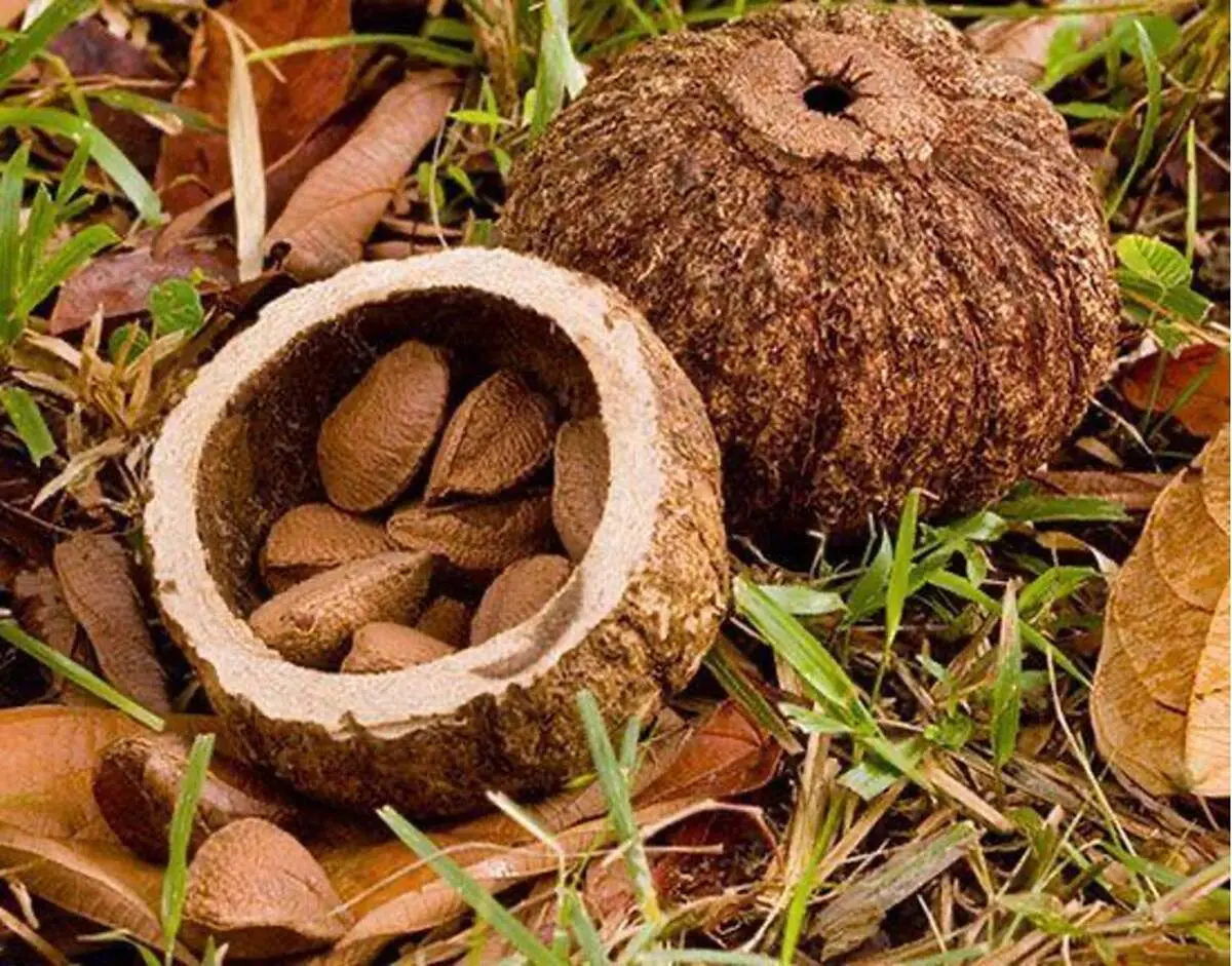ترفند جالب برای کاغذی کردن بادام سنگی+ فیلم