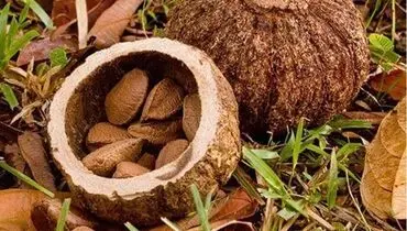 ترفند جالب برای کاغذی کردن بادام سنگی+ فیلم