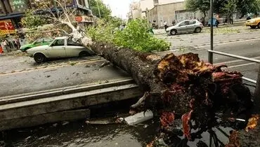 هشدار سقوط اجسام و شکستن درختان کهنسال در تهران