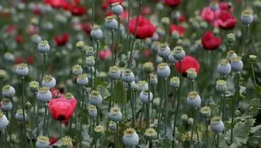 انتشار اسناد گمشده از تاریخچه کشت خشخاش در ایران
