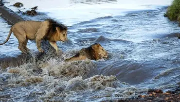 صحنه‌های دیدنی از تلاش شیرها برای عبور رودخانه + فیلم