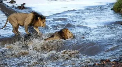صحنه‌های دیدنی از تلاش شیرها برای عبور رودخانه + فیلم