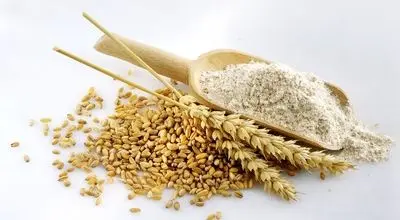 نان گران می‌شود؟ / نرخ گندم از این مبلغ کمتر نمی‌شود
