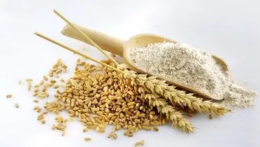 نان گران می‌شود؟ / نرخ گندم از این مبلغ کمتر نمی‌شود
