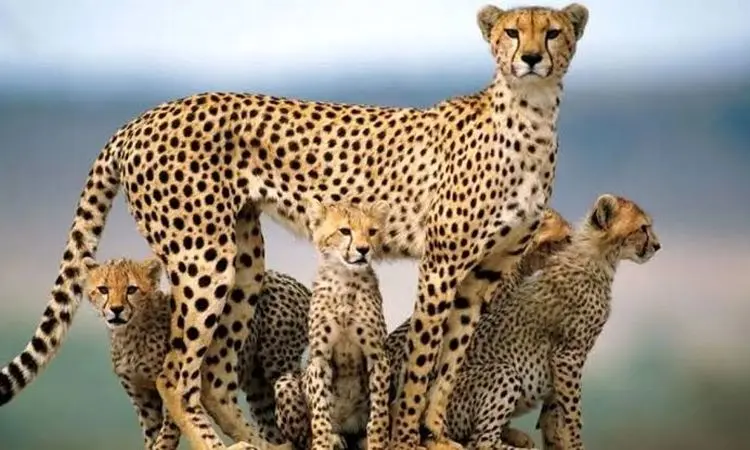 شکار نفس‌گیر شاخ‌چنگی؛ وقتی ائتلاف یوزها طعمه را محاصره کرد