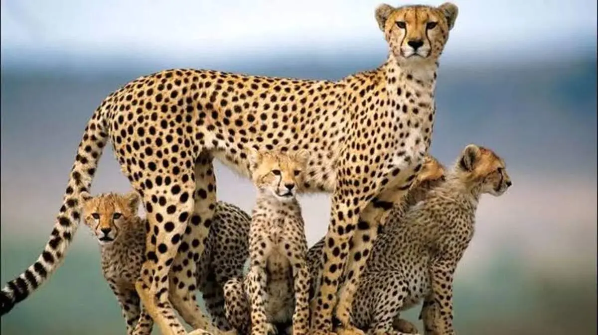 شکار نفس‌گیر شاخ‌چنگی؛ وقتی ائتلاف یوزها طعمه را محاصره کرد