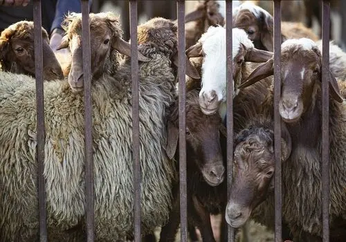 کوچولوهایی که بیشتر سرما می خورند