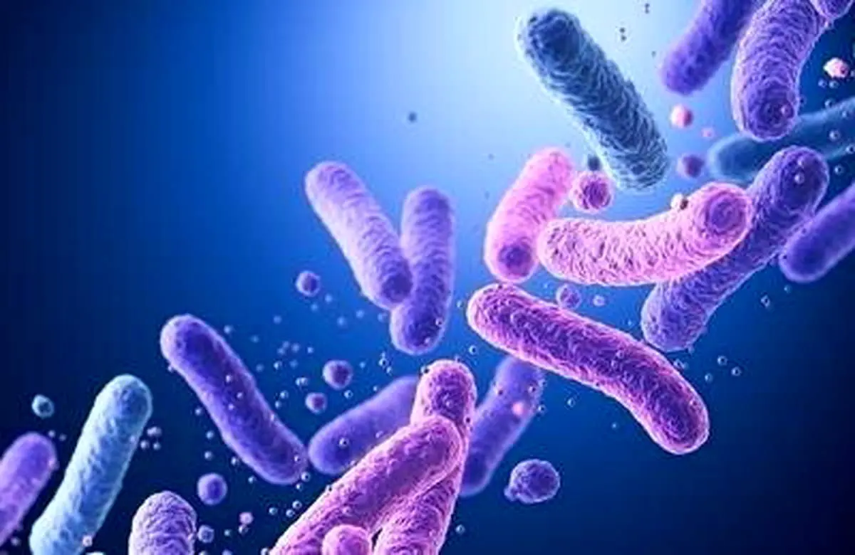 تقویت حافظه با پروبیوتیک‌ها؛ کدام نوع مؤثرتر است؟