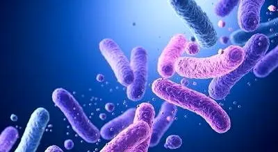 تقویت حافظه با پروبیوتیک‌ها؛ کدام نوع مؤثرتر است؟