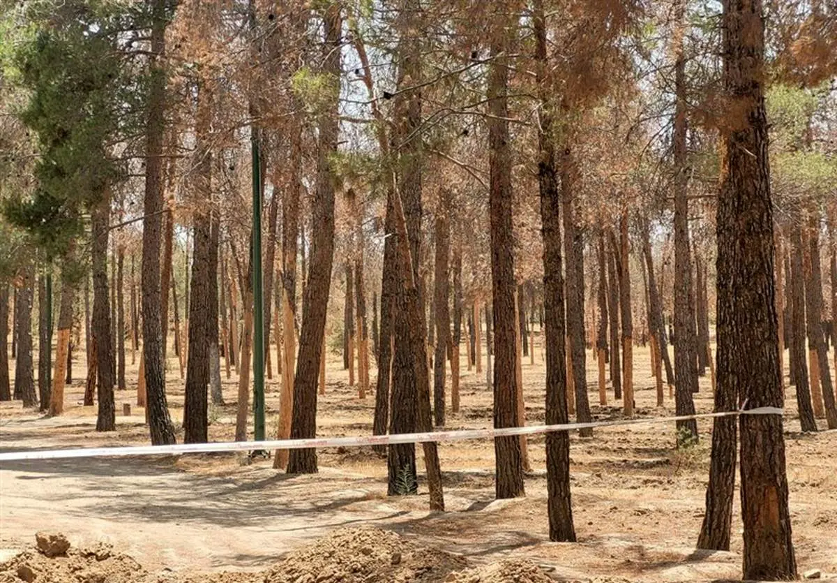 آفت «سوسک پوستخوار» بلای جان درختان سوزنیبرگ چیتگر