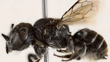 شاخ‌هایی از دل تاریکی؛ زنبور تازه‌کشف‌شده‌ای که شبیه افسانه‌هاست + عکس