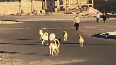 حمله وحشتناک سگ های ولگرد به یک دانش آموز+ عکس