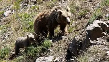 تقاضای عجیب خرس سبلان از کوهنوردان+ فیلم