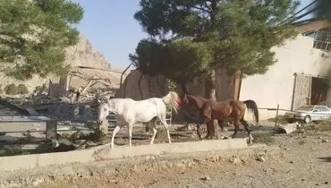 حمله اسرائیل به ۲ اسطبل پرورش اسب در کرمانشاه
