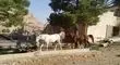 حمله اسرائیل به ۲ اسطبل پرورش اسب در کرمانشاه
