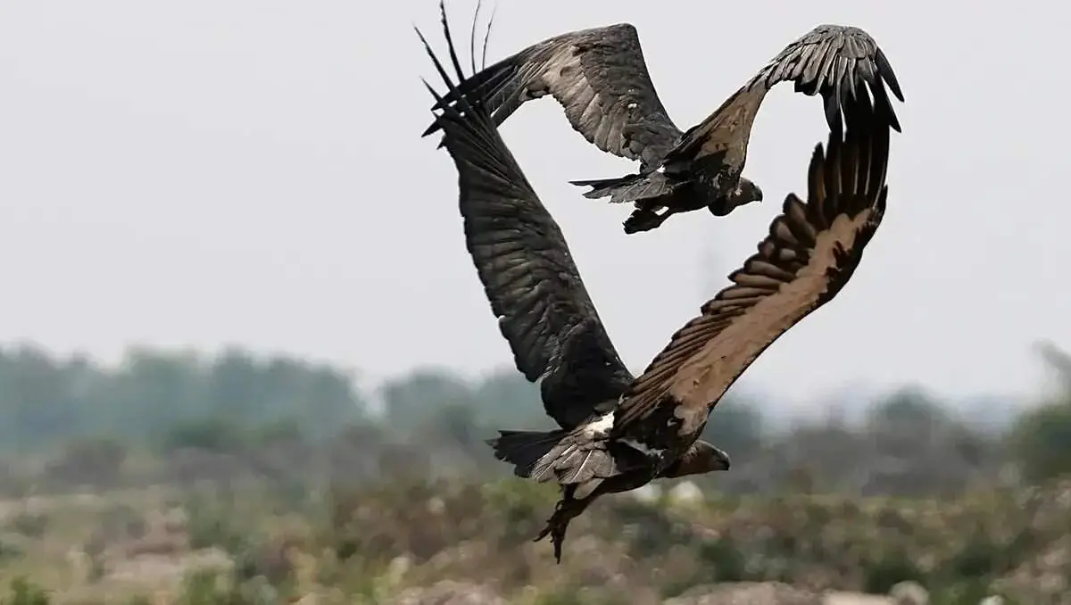 تصاویر خارق‌العاده حیات وحش؛ ترکیب پرواز، سرما و زندگی در ۲۰۲۵ + عکس