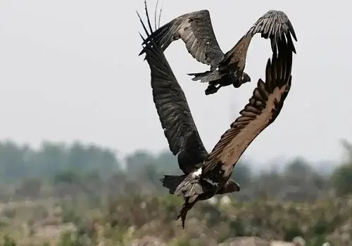 تصاویر خارق‌العاده حیات وحش؛ ترکیب پرواز، سرما و زندگی در ۲۰۲۵ + عکس