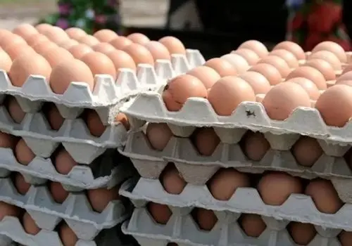 قیمت تخم مرغ دوباره اوج گرفت