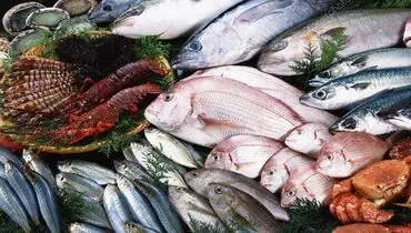 قیمت نجومی این ماهی لاکچری در بازار ماهی فروشان خبرساز شد+فیلم