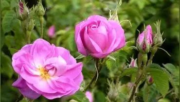 فواید شگفت‌انگیز گل سرخ برای مراقبت از پوست

